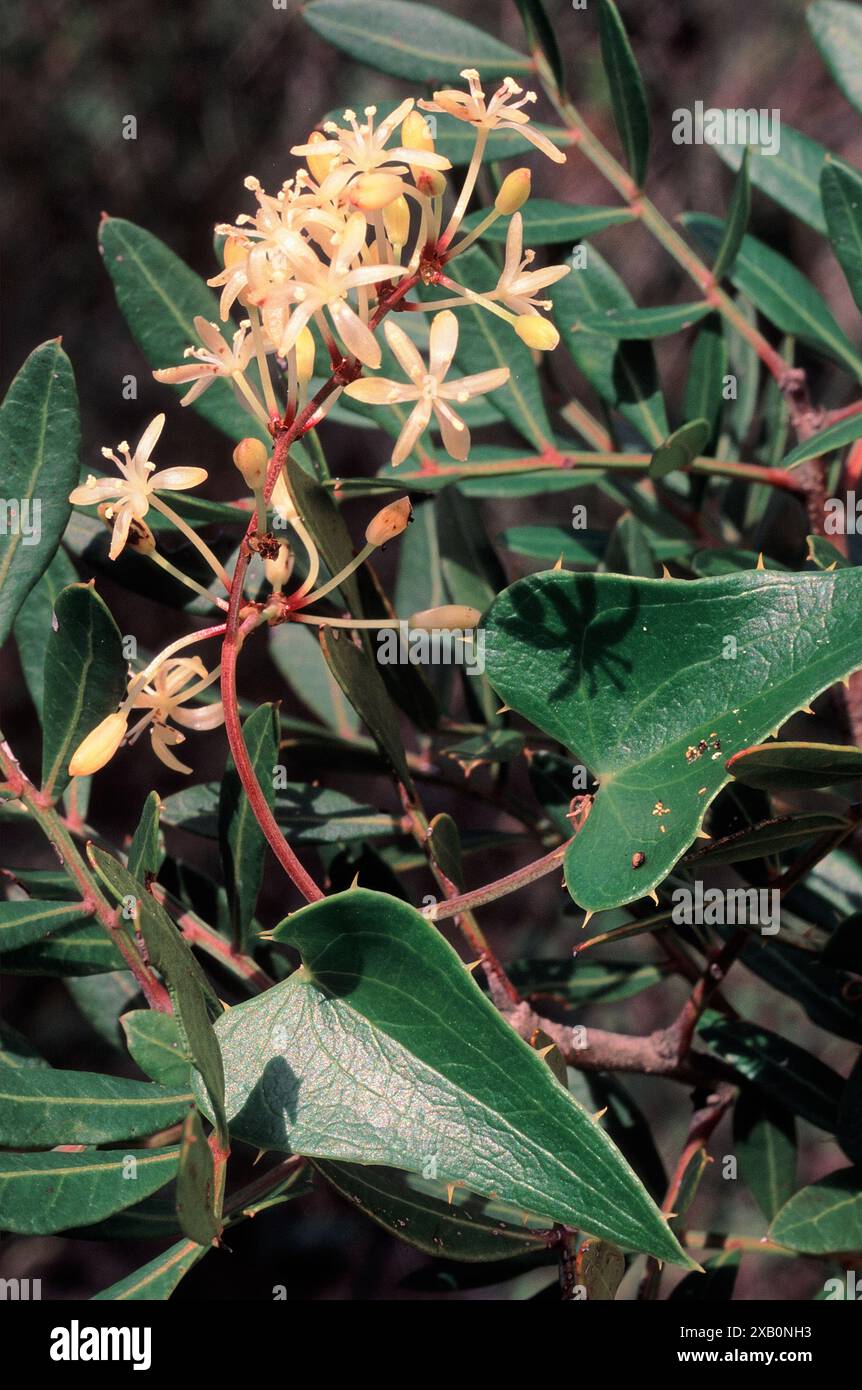 Rough bindweed (Smilax aspera), Smilacaceae. Evergreen climbing shrub ...