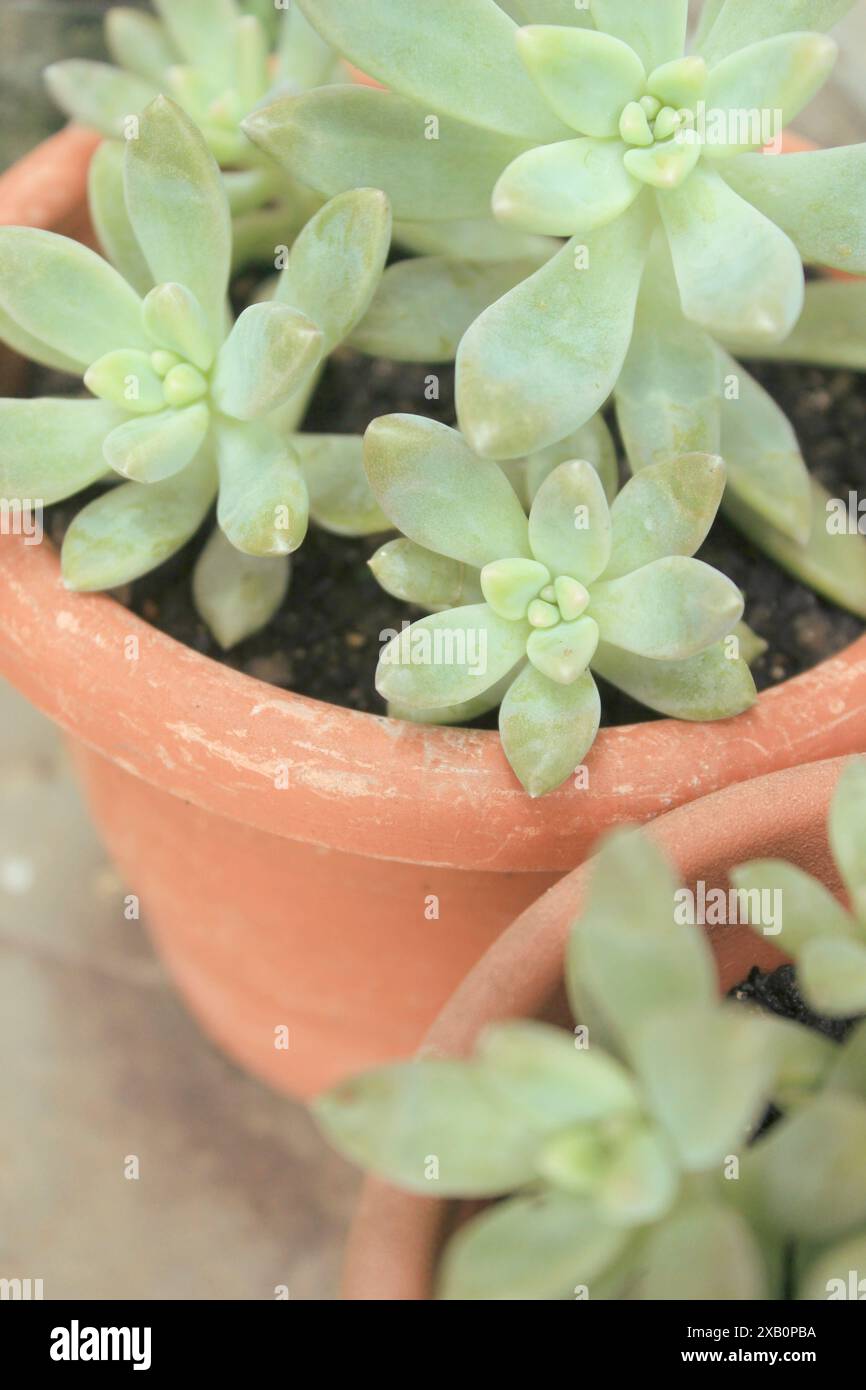 Succulent plant ×Graptosedum Francesco Baldi, known as stone rose, grown in a pot. Hybrid variety belongs to the Crassulaceae family, Sedoideae subfam Stock Photo