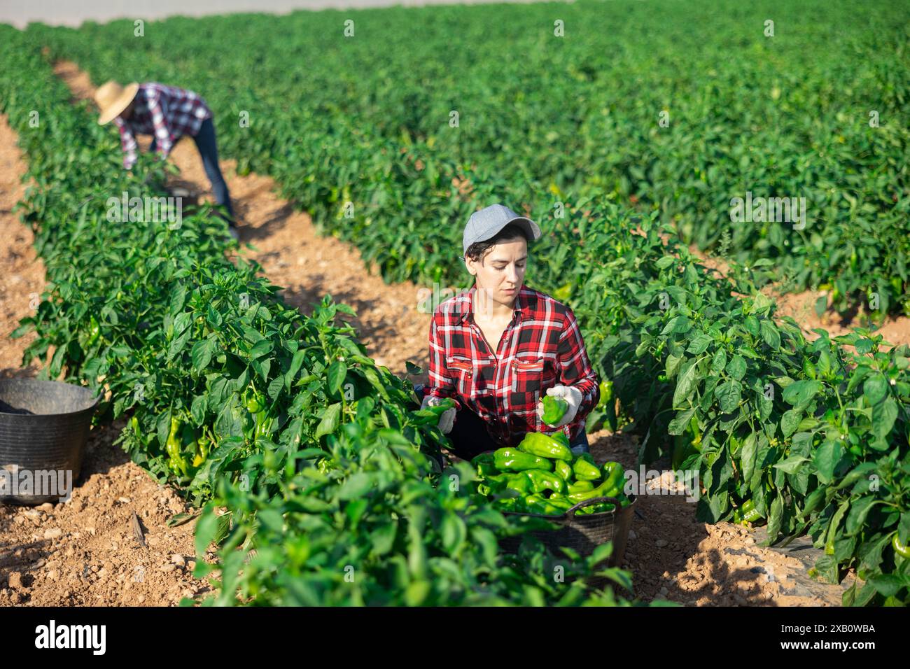 Female workers harvesting bell peppers on plantation Stock Photo - Alamy
