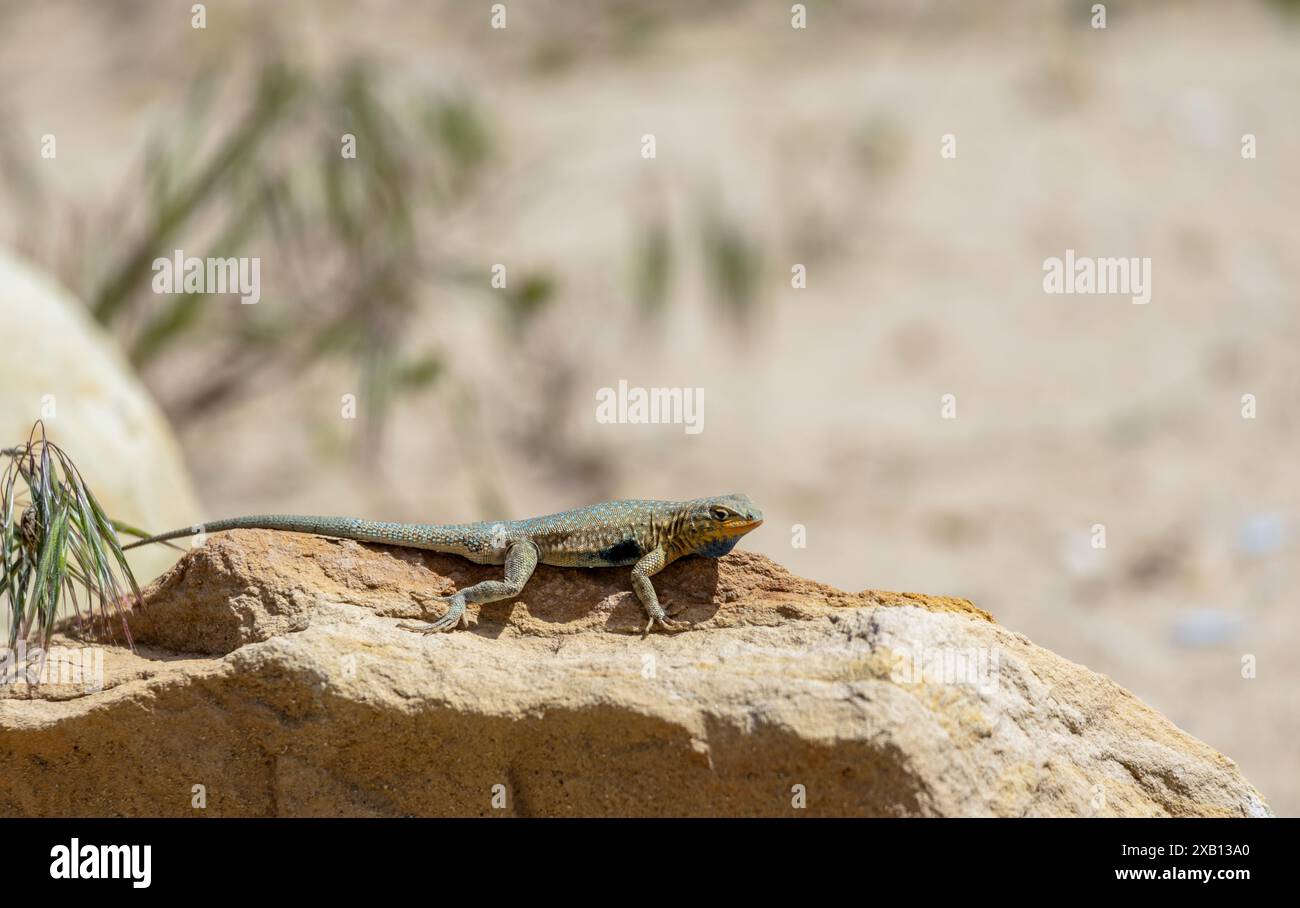 Lizard Bathing Western side-blotched lizard sun bathing. Dinosaur National Monument ...