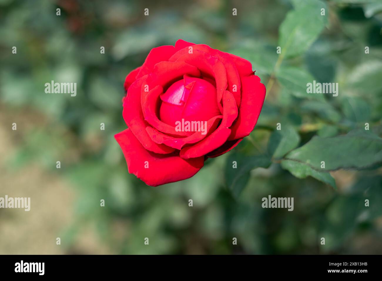 The rose is known as the queen of flowers, and much of the rose's symbolism reflects. Rose flowers vary in size and shape. The most beautiful flower i Stock Photo