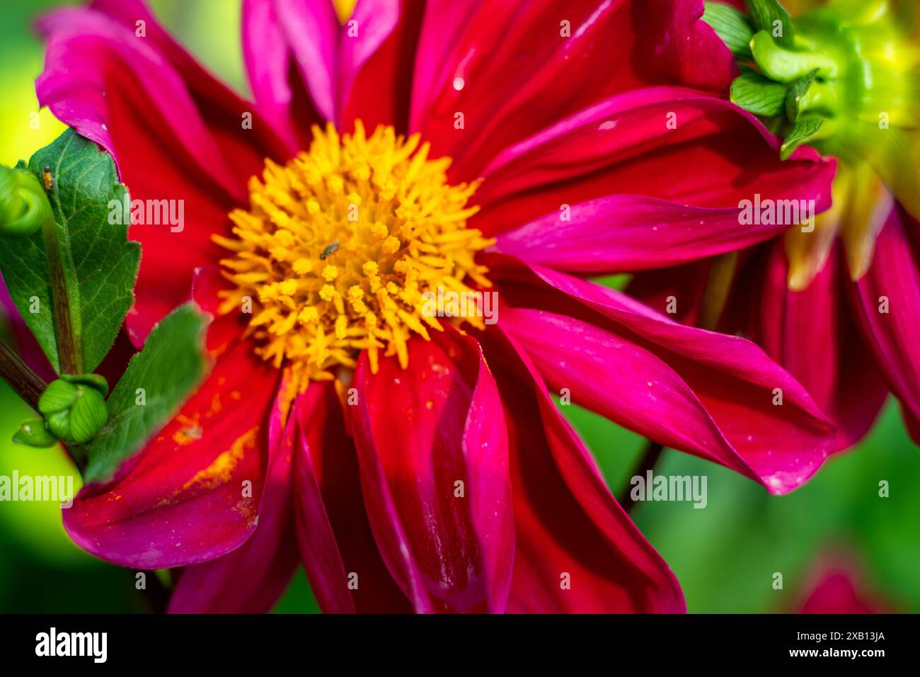 Dahlias thrive in full sun but can tolerate some partial shade. A ...