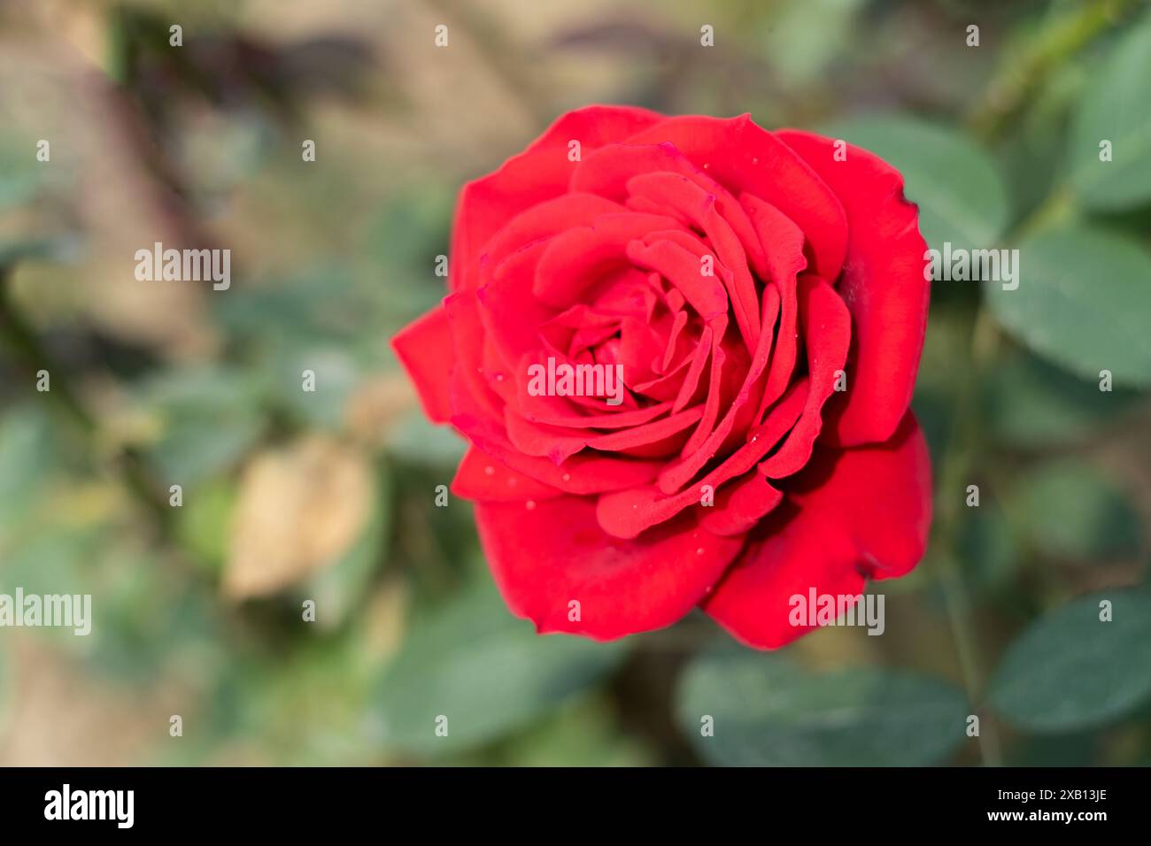 Beautiful Rose Flower In The World