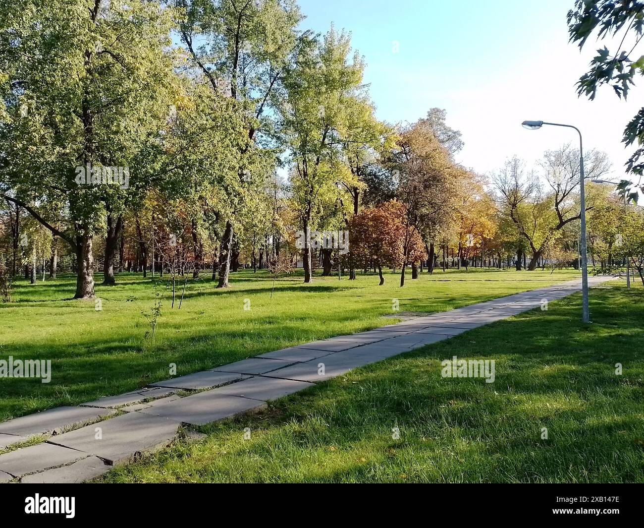 Autumn painted the leaves of the trees in the park in yellow Stock ...
