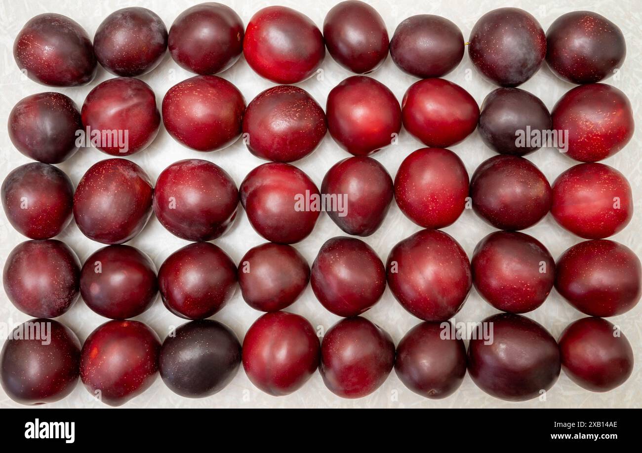 Several rows of red large plums on a white background. Stock Photo