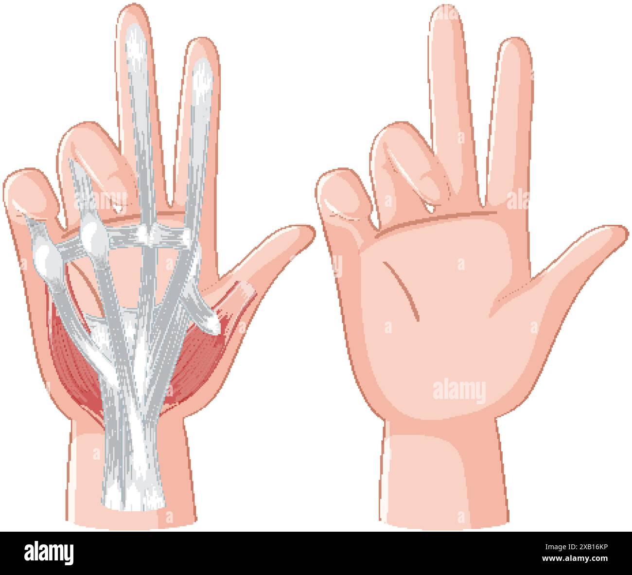 Detailed illustration of hand muscles and tendons Stock Vector Image ...