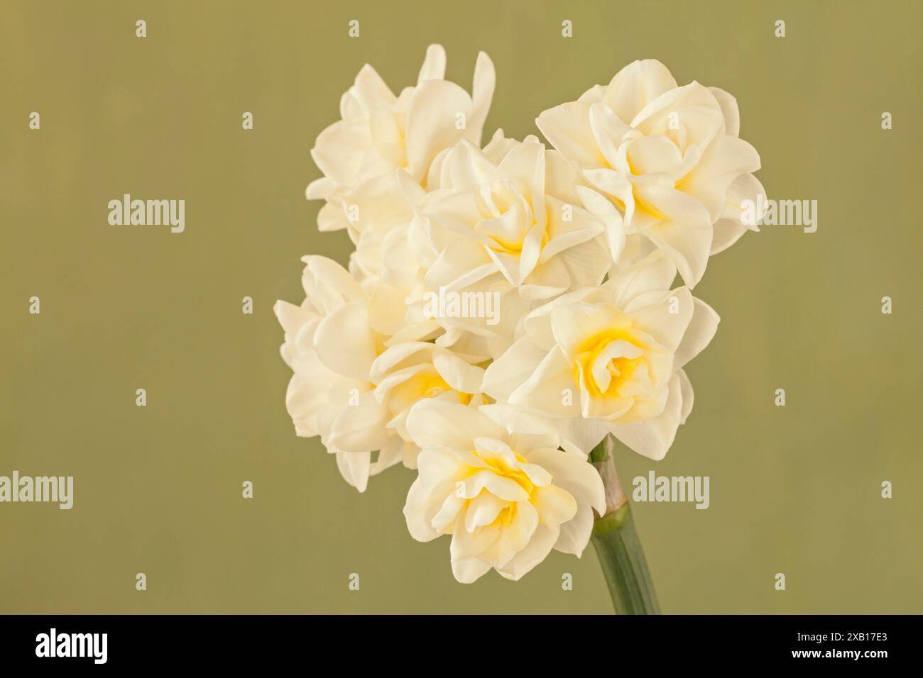 Tazetta container hi-res stock photography and images - Alamy