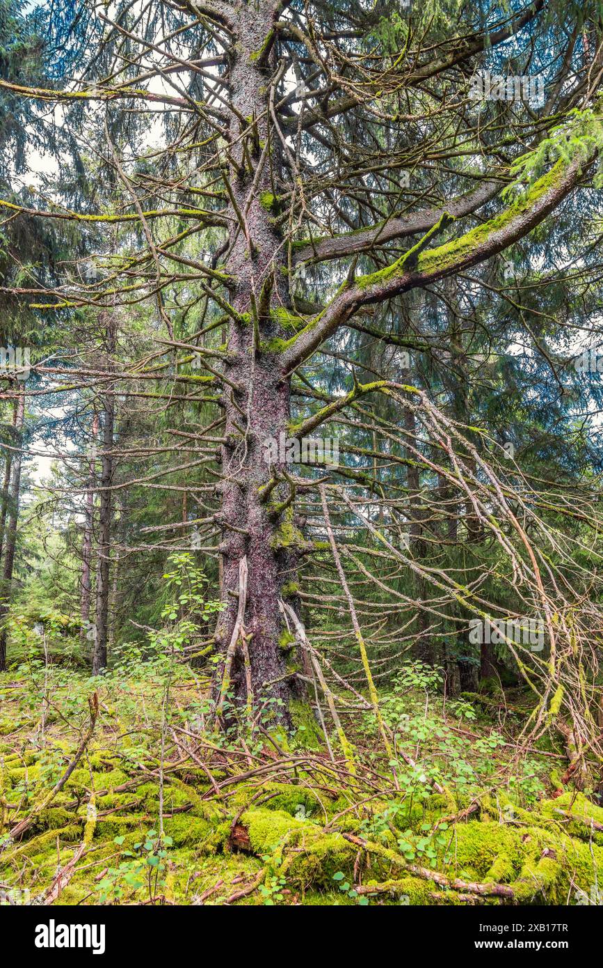 Old spruce tree hi-res stock photography and images - Alamy
