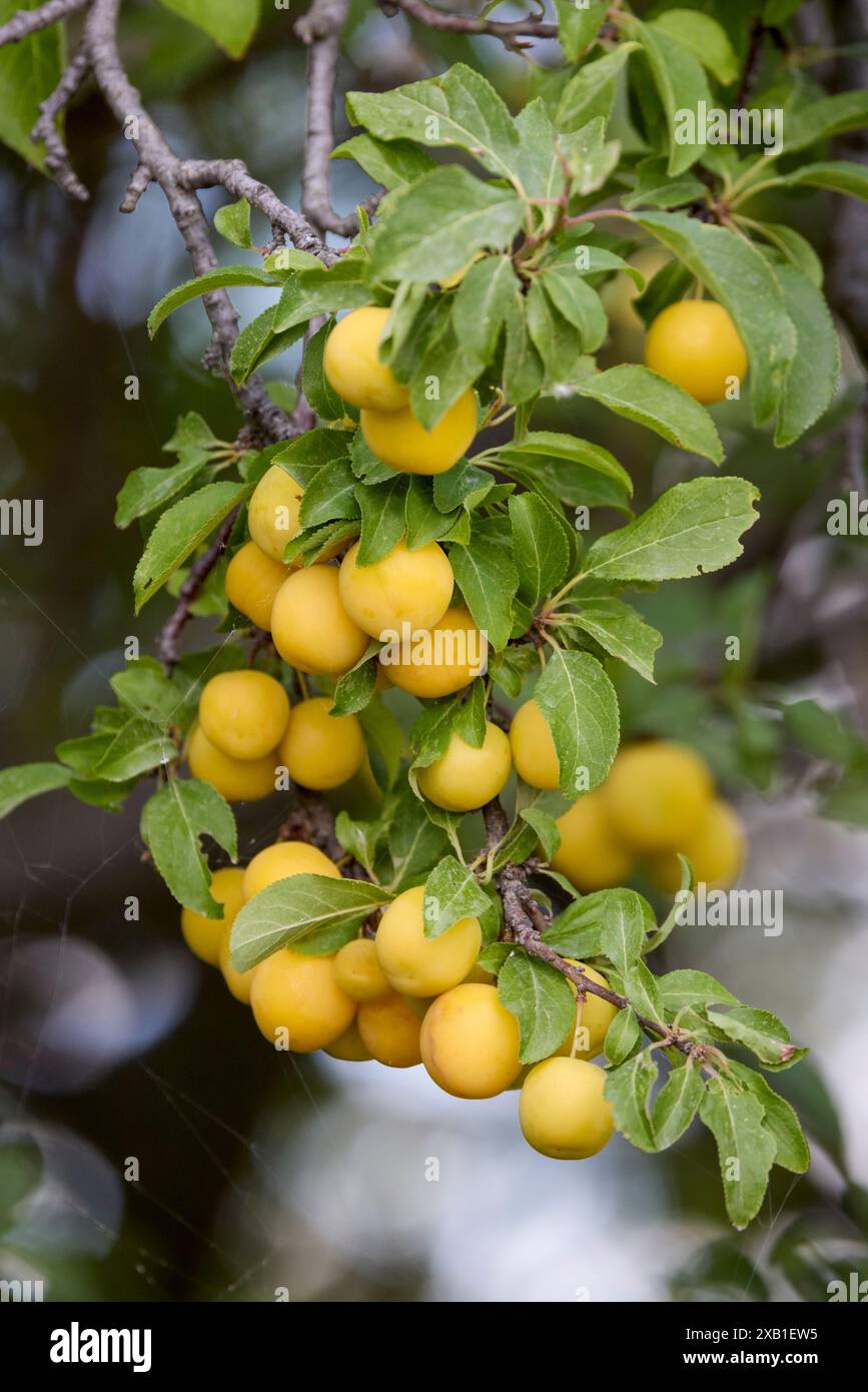 (Prunus cerasifera) fruits on a branch Stock Photo - Alamy