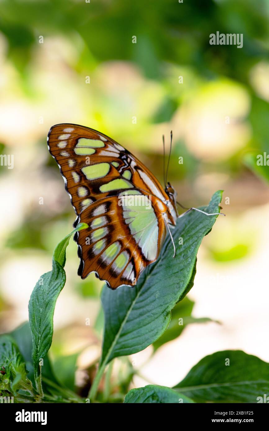 Malachite Butterfly, Siproeta stelenes, dark with with green patches on the leaves in the garden Stock Photo