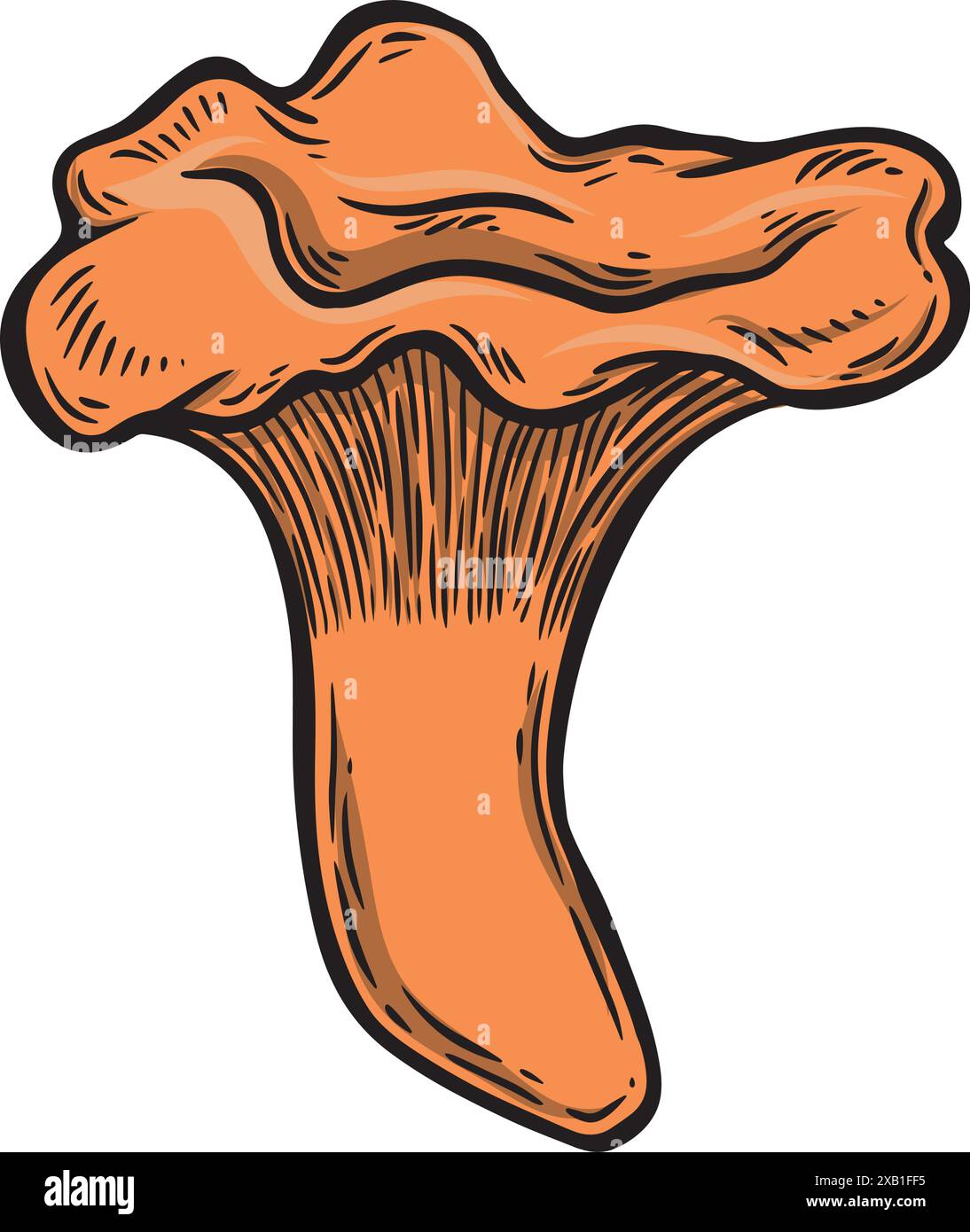Line drawing chantarelle mushroom vector illustration. Stock Vector