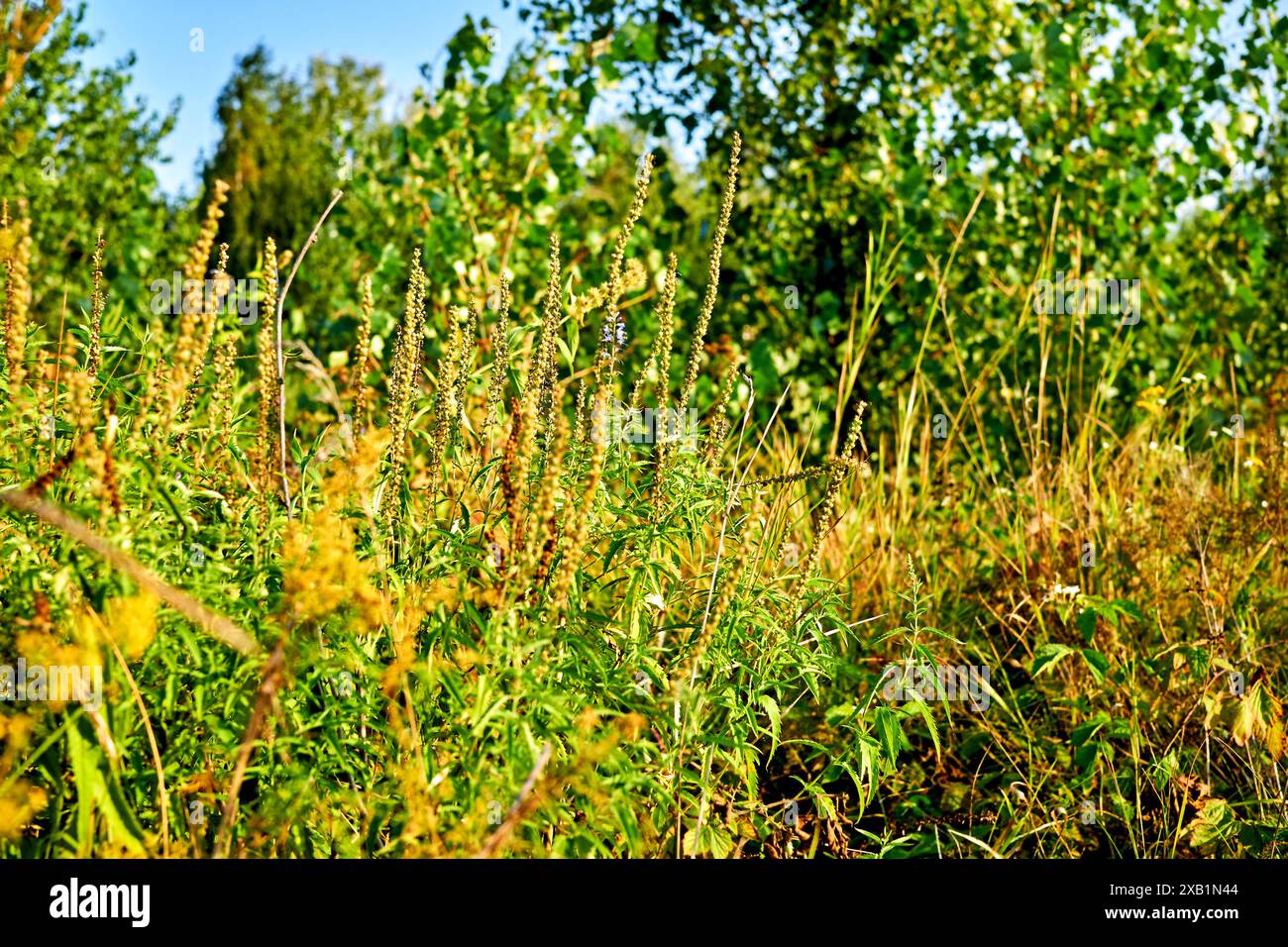 Scented plants medicinal plants hi-res stock photography and images - Alamy