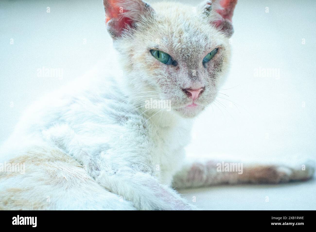 Subtle Cat A heartwarming image of a cat relishing a moment of relaxation as it ...