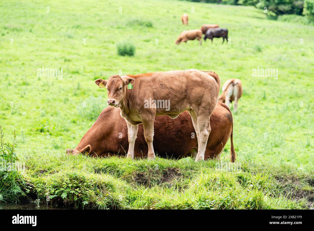 Cows and calves in a field next to water on the Leeds Liverpool canal in Rodley, Leeds. Stock Photo