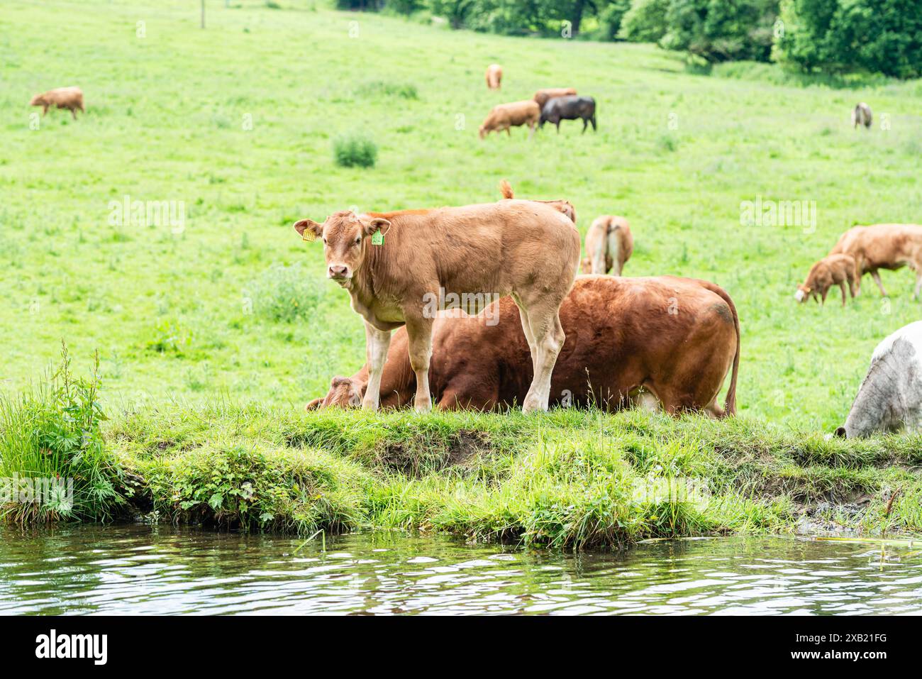 Cows and calves in a field next to water on the Leeds Liverpool canal in Rodley, Leeds. Stock Photo