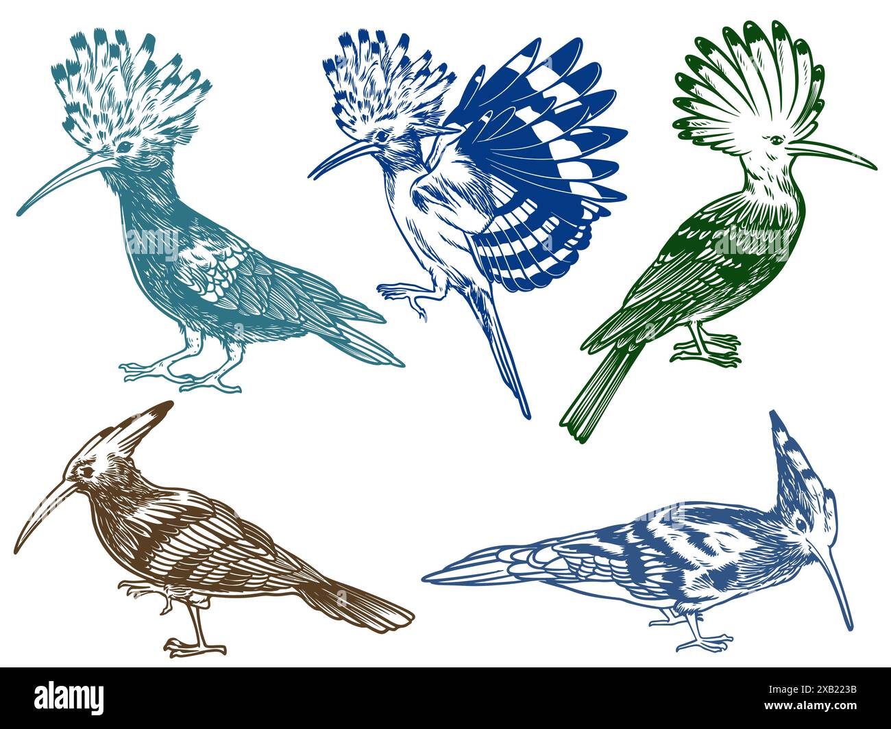 Hand drawn of Hoopoe bird from different angle views in engraving colorful style isolated on white background. Hoopoe bird vector illustration. Stock Vector