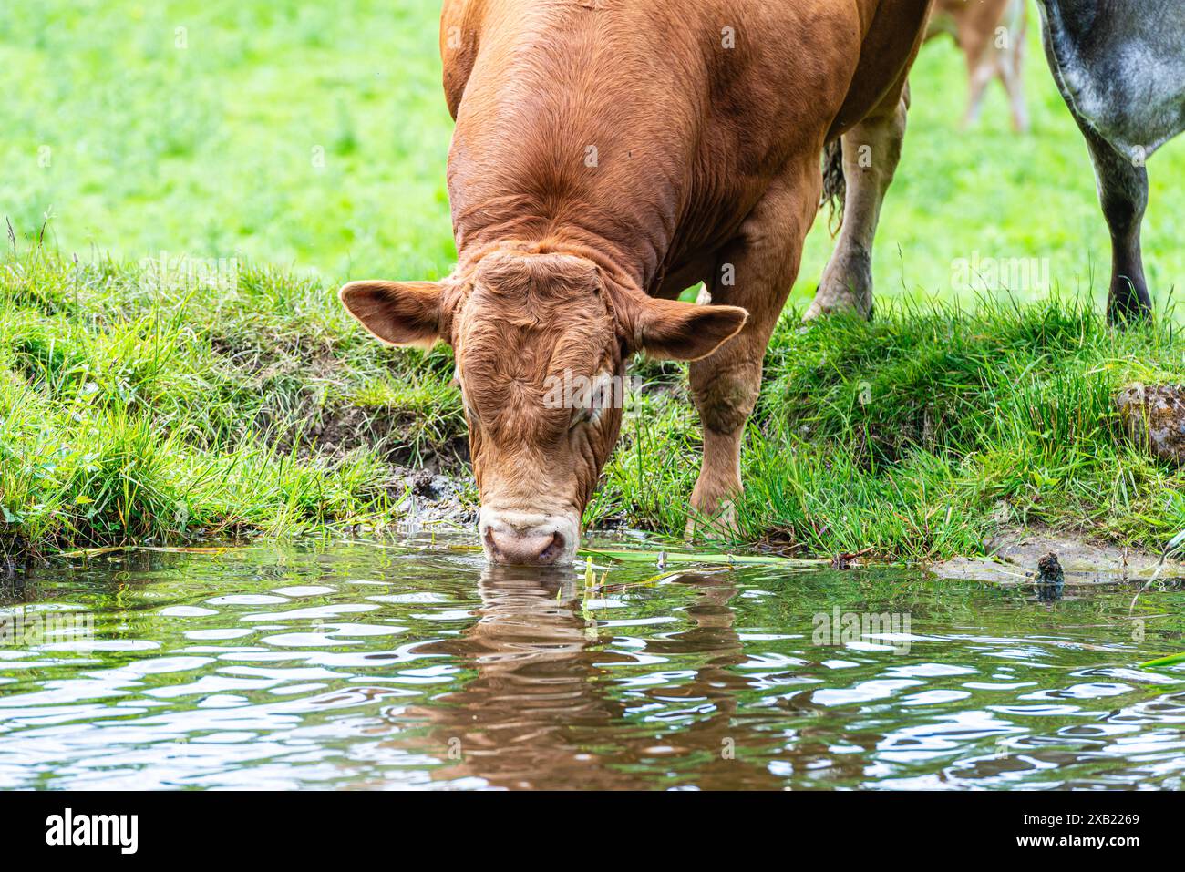 Cows and calves in a field next to water on the Leeds Liverpool canal in Rodley, Leeds. Stock Photo