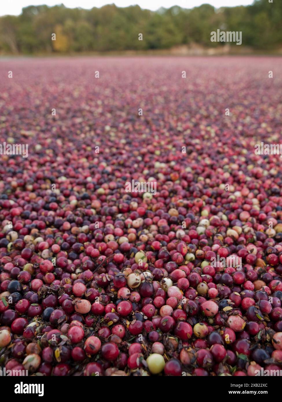 A cranberry bog in Cape Cod, Massachusetts Stock Photo Alamy