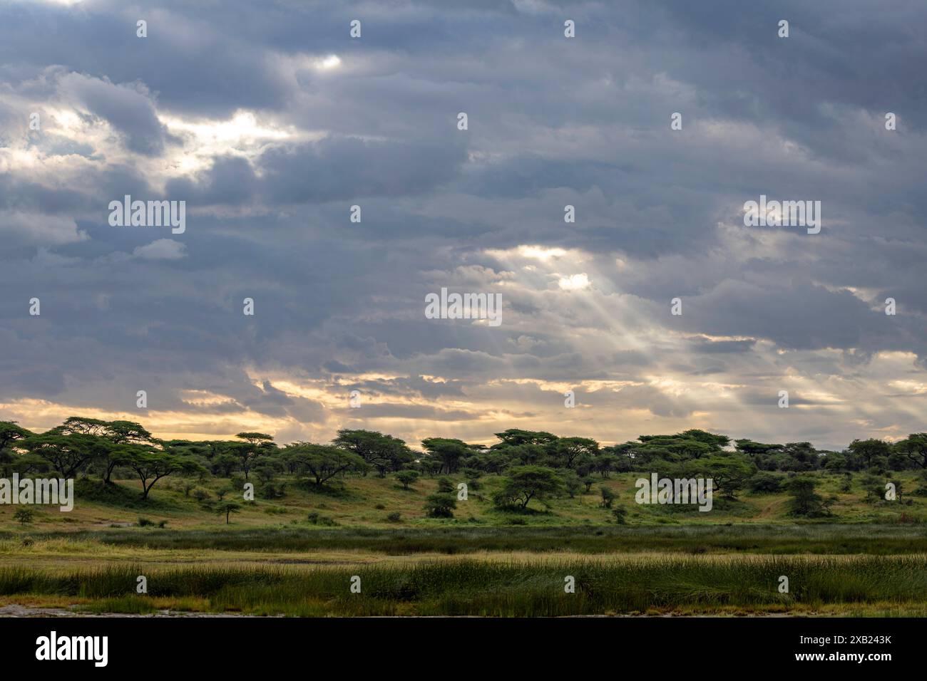 Savannah green hi-res stock photography and images - Alamy