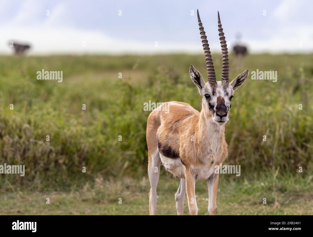 East africa thomsons gazelle hi-res stock photography and images - Alamy