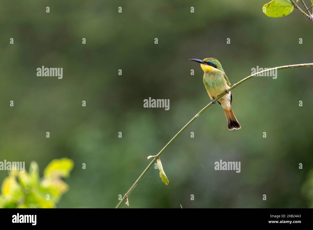 Africa tanzania little bee eater hi-res stock photography and images ...