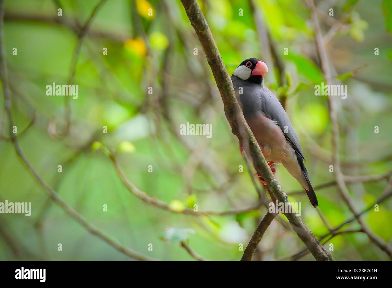 Serangga terbang hi-res stock photography and images - Alamy
