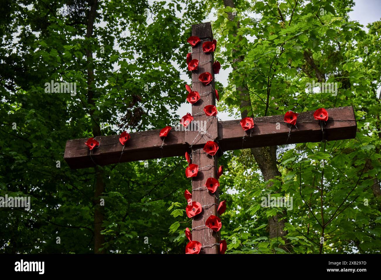 General view of the memorial cross decorated with barbed wire and poppies on the site of the former Stalag 328 military camp for prisoners of war during World War II. Stalag 328 is a camp for Soviet prisoners of war created by the German military command (later supplemented by prisoners of war and prisoners from other countries), which existed in Lviv from 1941 to 1944. The place of death of about 140,000 prisoners of war. Now there is only a memorial cross at the site of the camp. (Photo by Pavlo Palamarchuk / SOPA Images/Sipa USA) Stock Photo