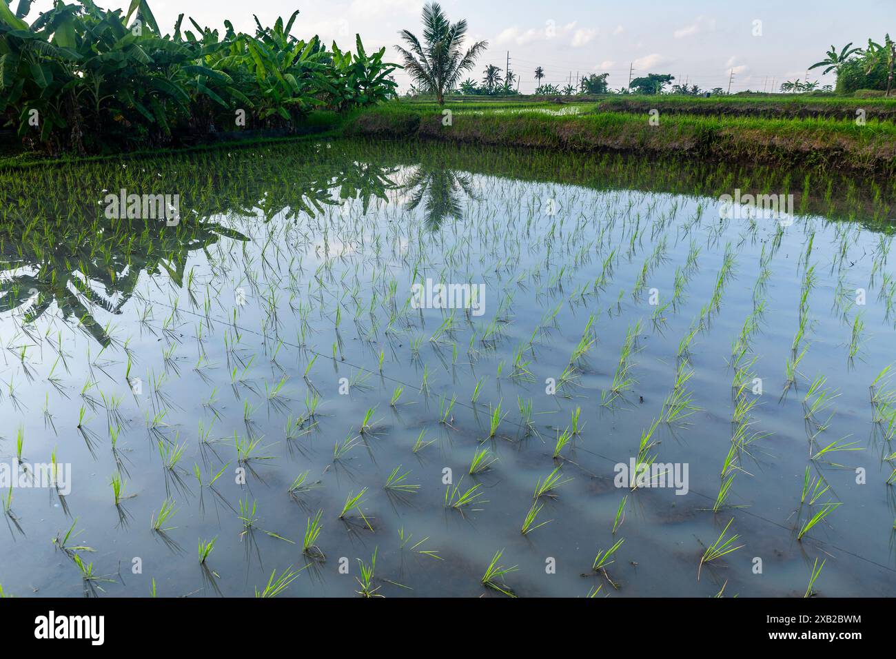 Bali rice fields traditional balinese hi-res stock photography and ...