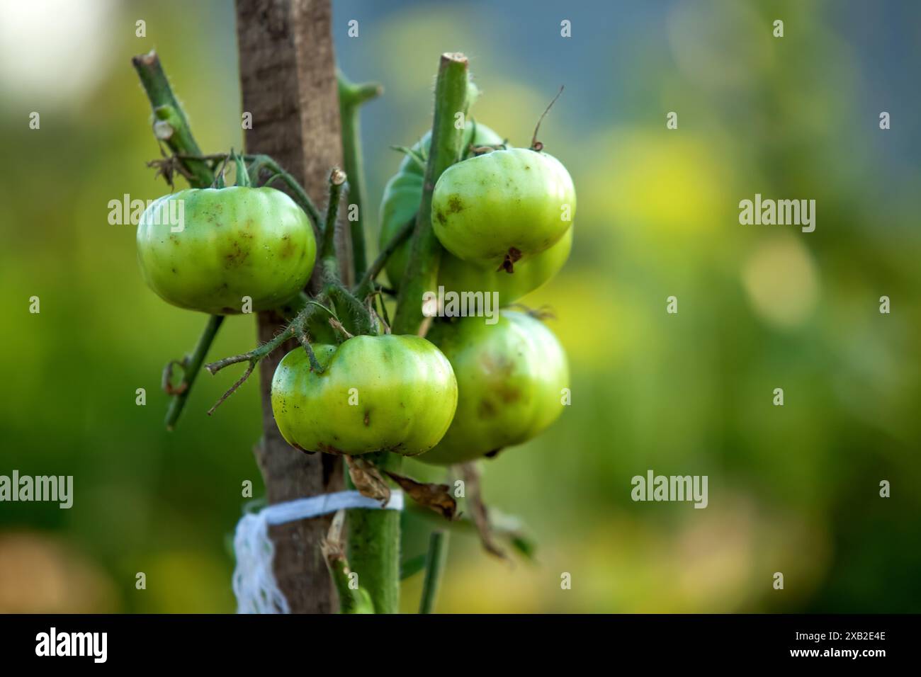 Close up of green tomato plant with black spots, showing signs of ...
