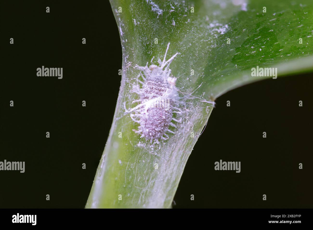 woolly aphid on infested house plant; these creatures are serious pests for houseplants Stock Photo