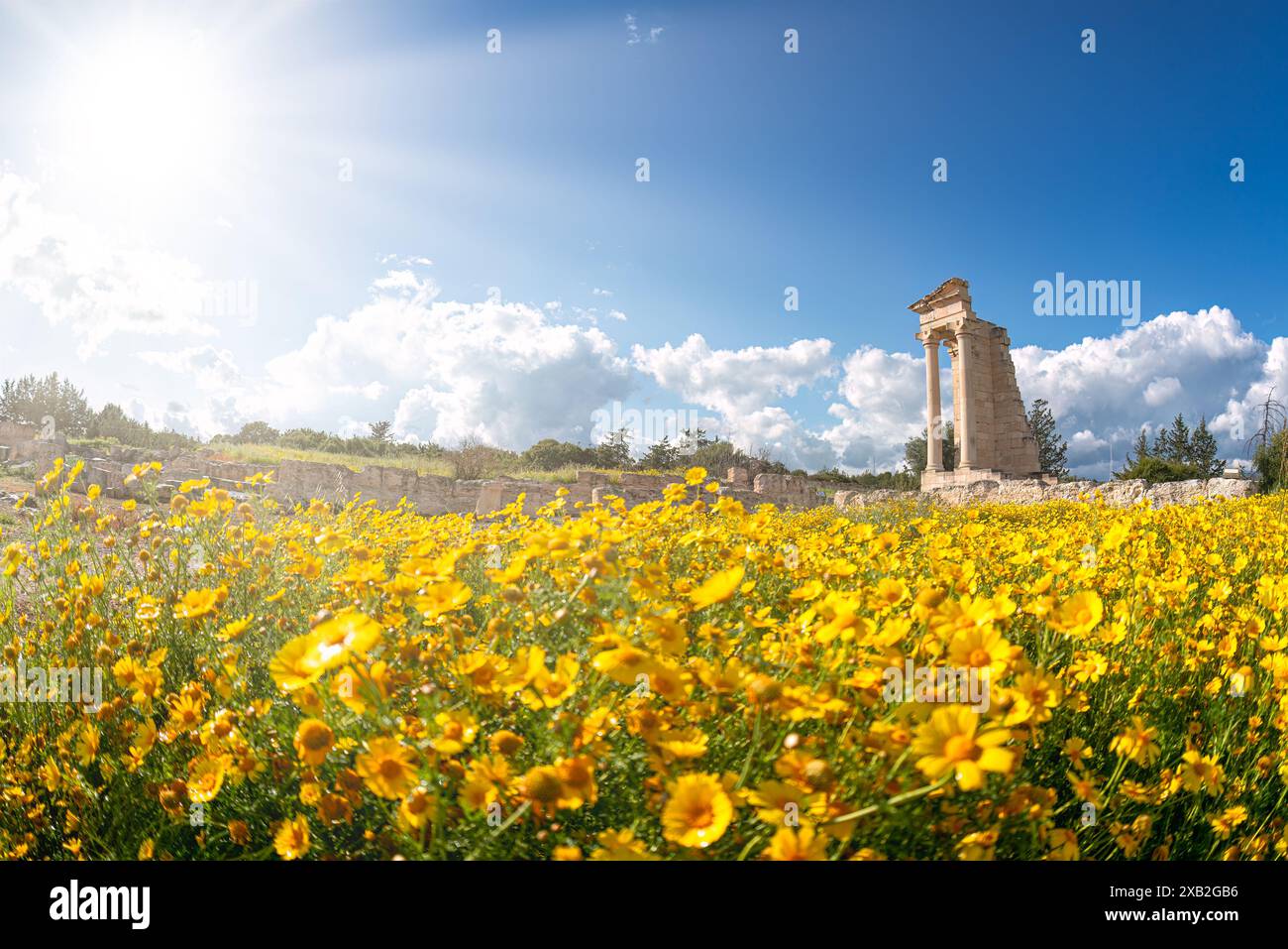 Panoramic view of historic ruins of Sanctuary of Apollo Hylates with vibrant yellow wildflowers under a bright sun. Limassol District, Cyprus Stock Photo