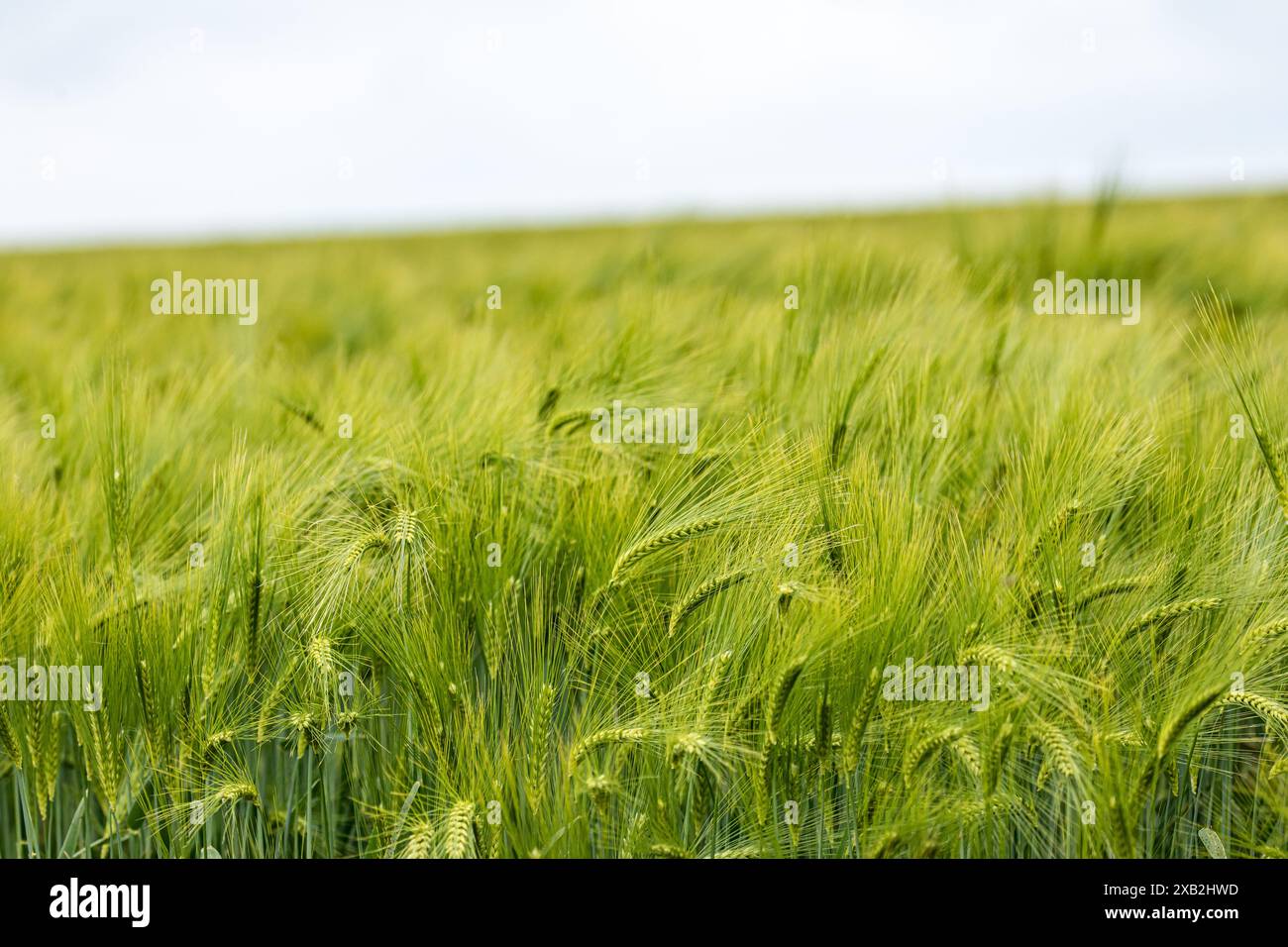 Close-up detailed shot of young green Barley plants growing as crops in ...