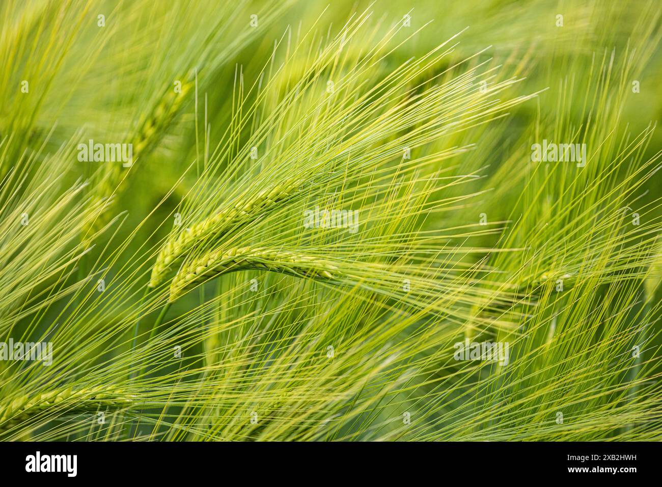 olivenbaum wann kommen oliven Olive 