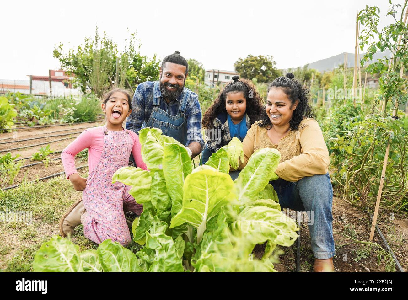 Portrait of indian family picking up organic vegetables from house ...