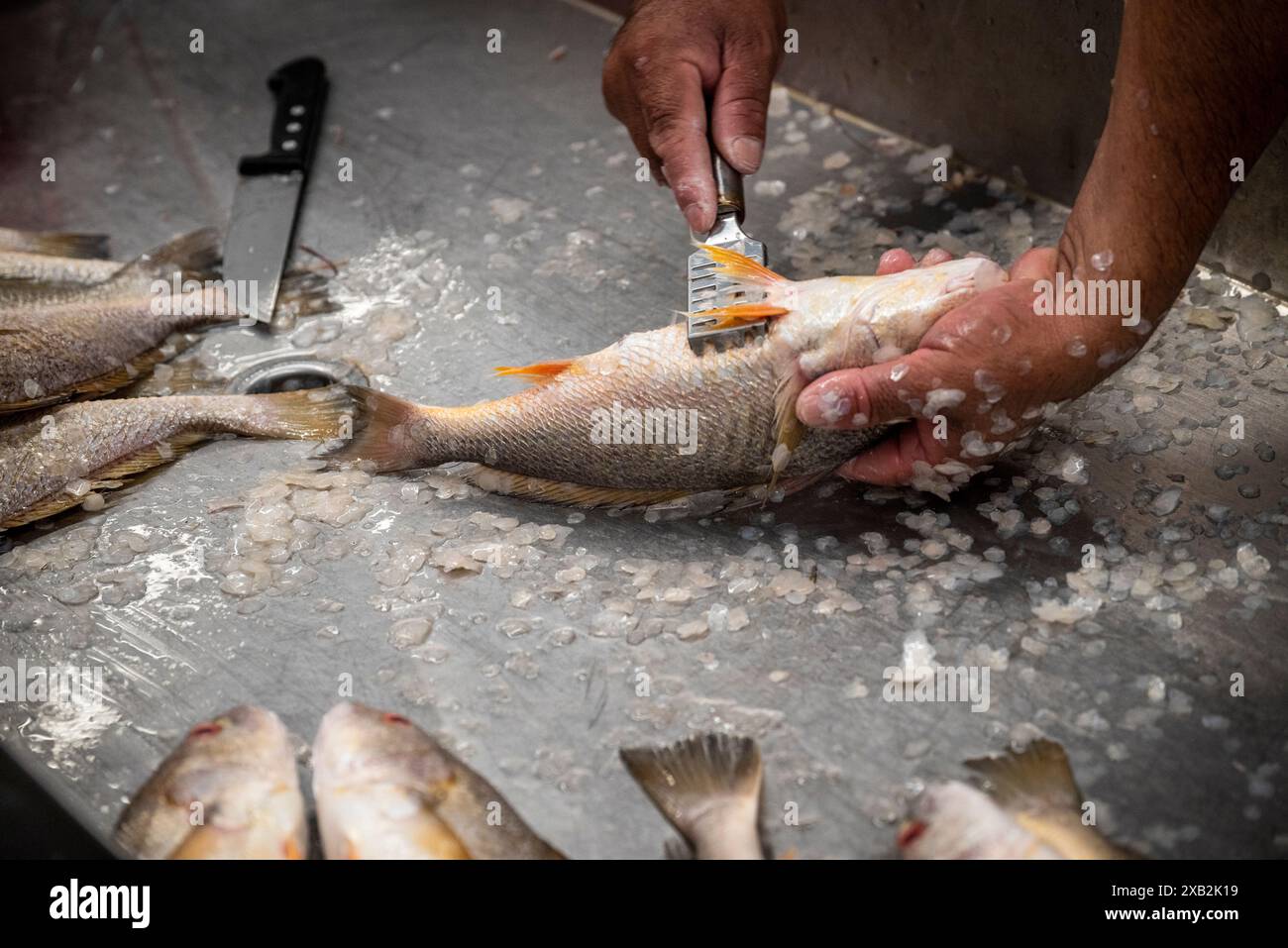 Man descaling fish at the Fish market in La Libertad, a town in El ...