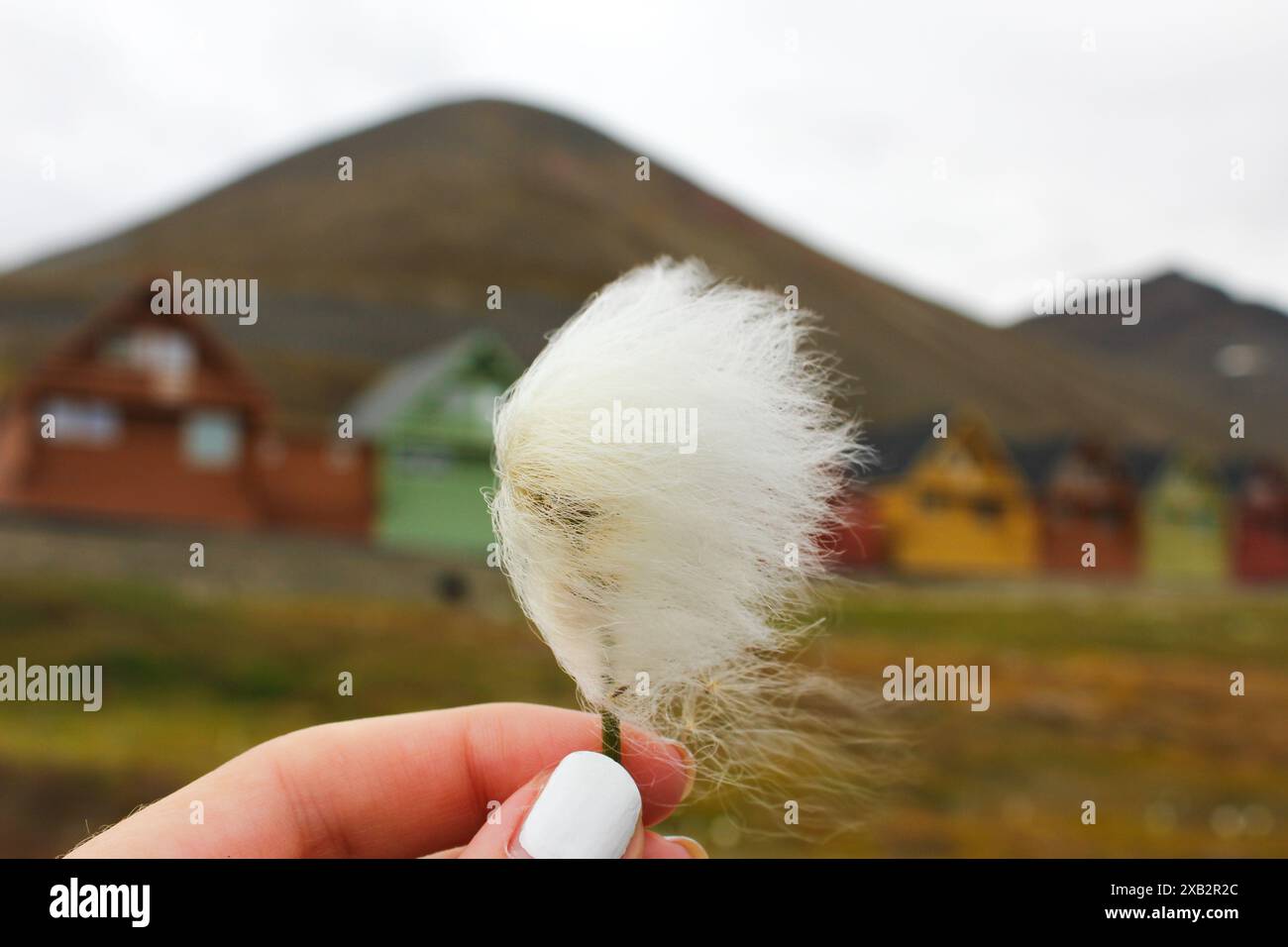 Close-up of cropped hand holding a Eriophorum scheuchzeri arctic cottongrass plant on Spitsbergen colorful wooden houses Stock Photo