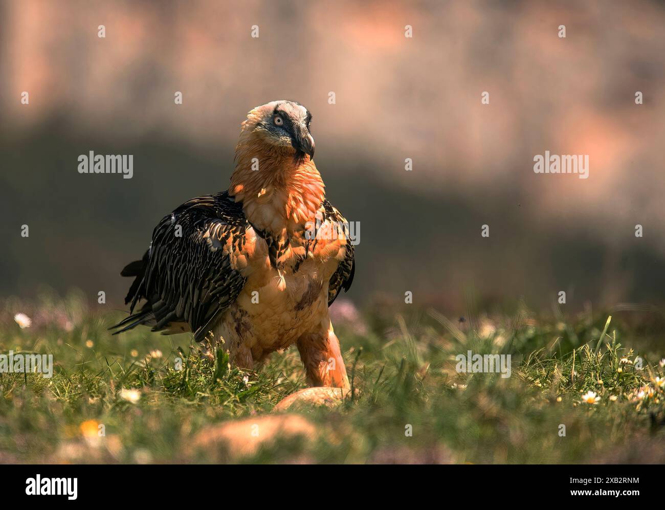 A majestic Bearded vulture, with its distinctive blue eyes and rust-colored plumage, sits gracefully amidst a grassy field, basking in the soft glow o Stock Photo