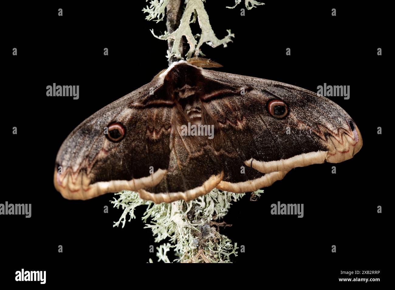 Europes largest moth hi-res stock photography and images - Alamy