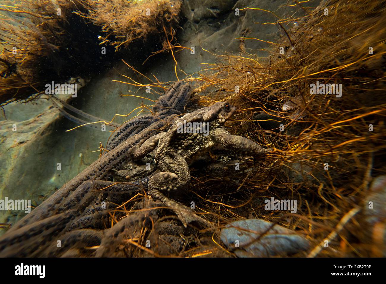 A captivating view of Bufo bufo, the common toad, during its ...