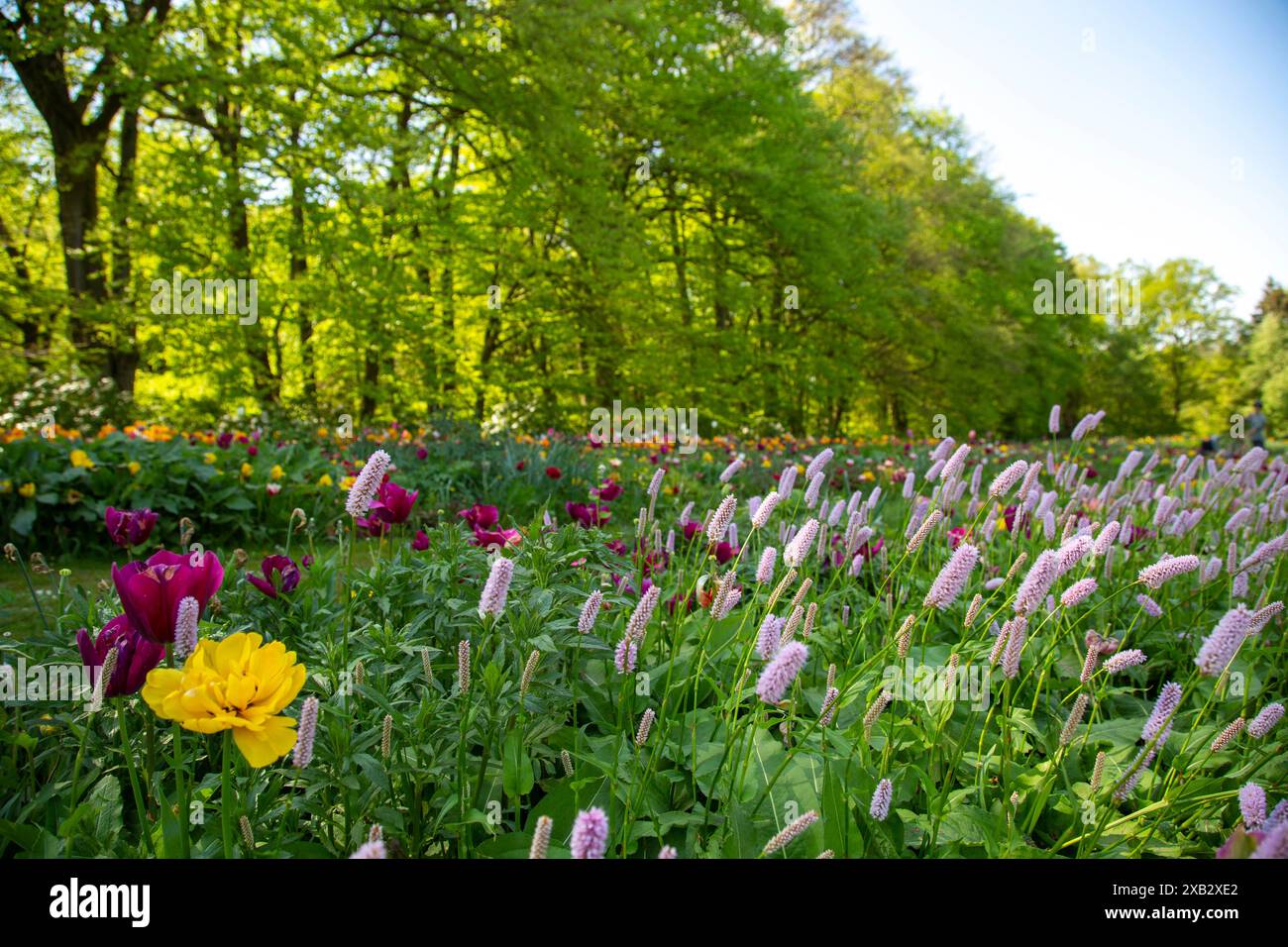 Lush garden showcases blooming hi-res stock photography and images - Alamy