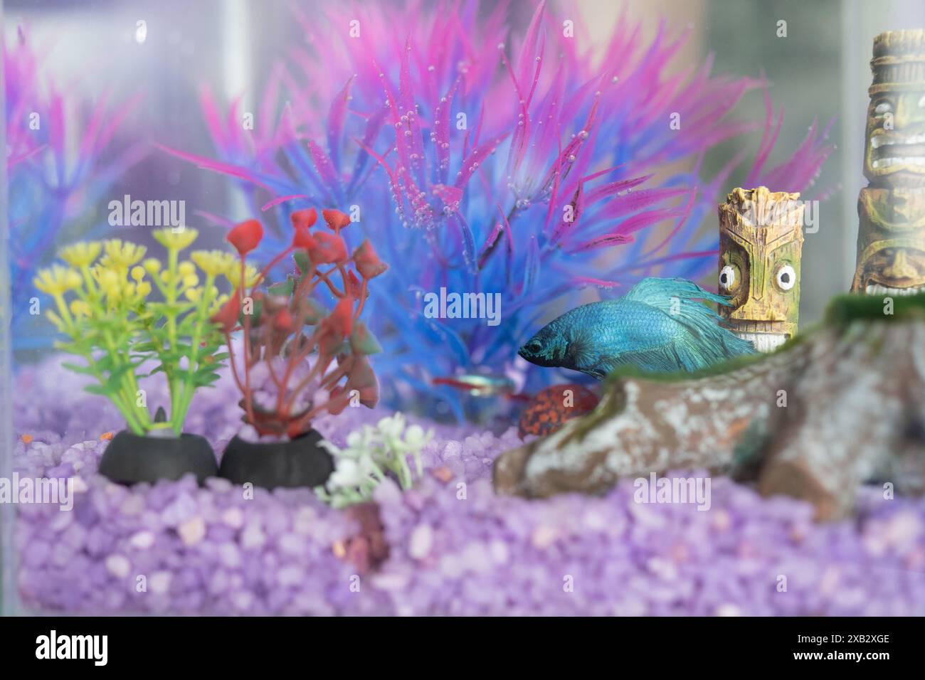 A serene home aquarium setup featuring a colorful fish exploring a ...
