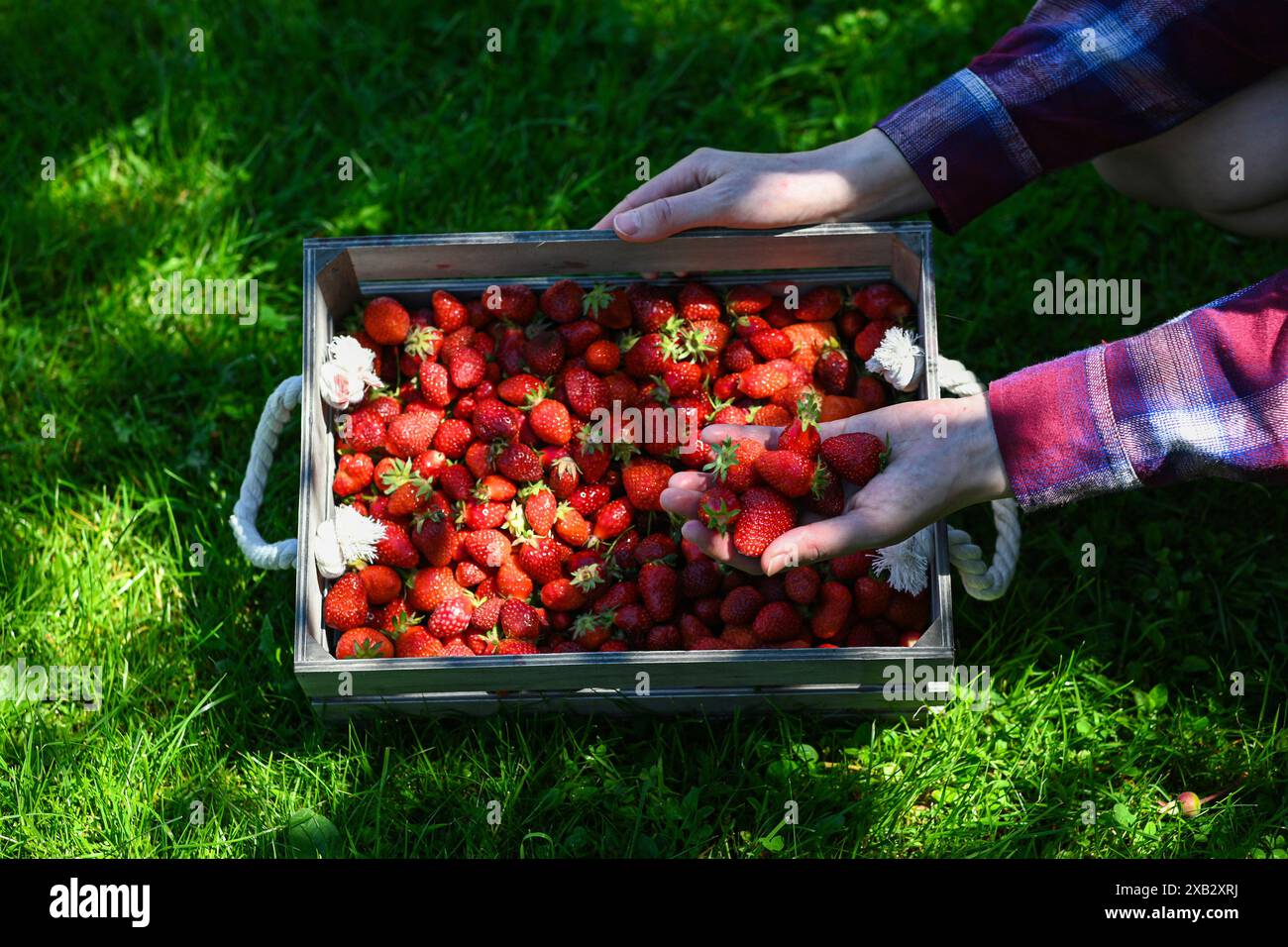 A female farmer holds freshly picked strawberries over a wooden crate ...