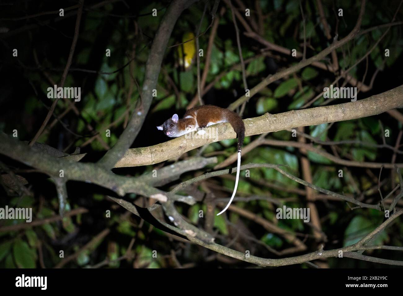 A kinkajou perches on a branch during a nocturnal adventure in the lush forests of Costa Rica, showcasing its long tail and curious gaze Stock Photo