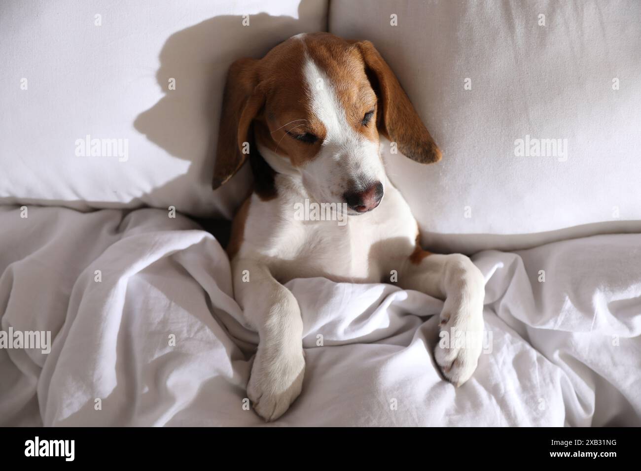 Cute Beagle puppy sleeping in bed, top view. Adorable pet Stock Photo ...