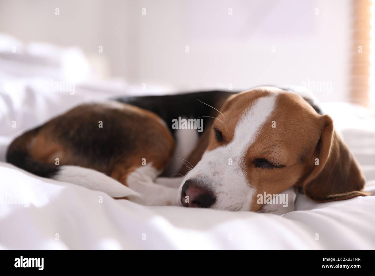 Cute Beagle puppy sleeping on bed. Adorable pet Stock Photo - Alamy