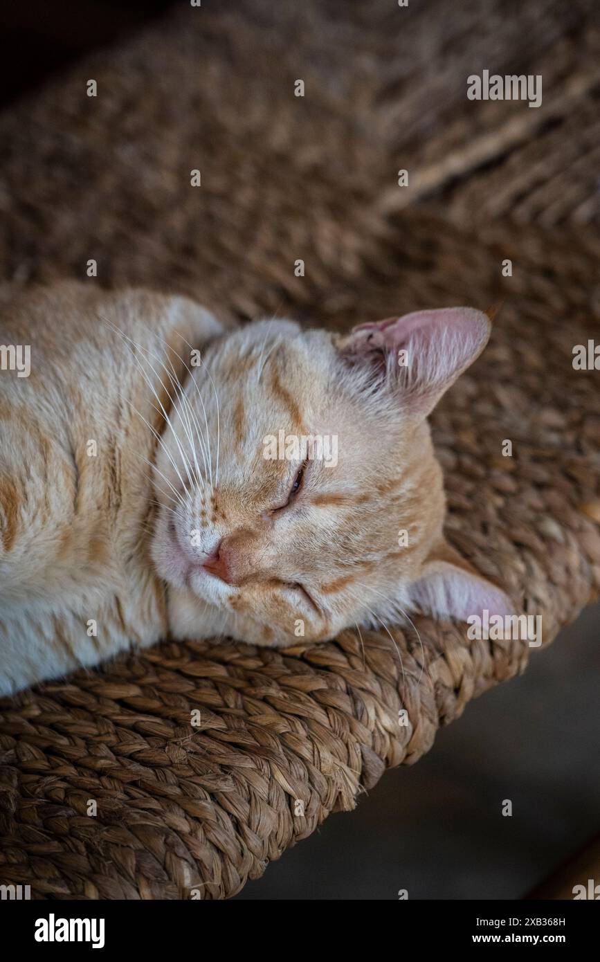 Fresh Look at Cute Ginger Cat Sleeping El Zonte El Salvador Stock Photo