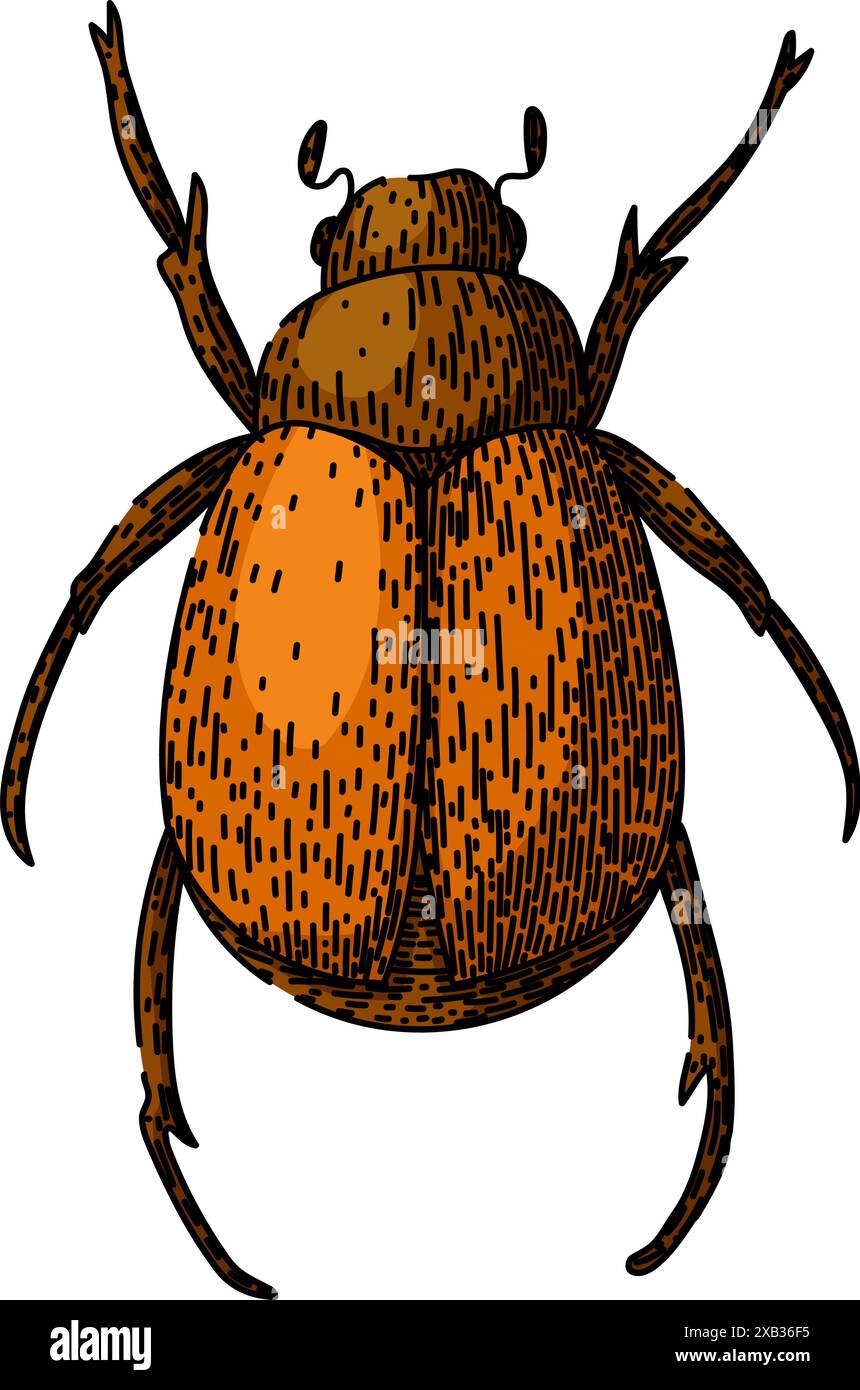 lawn chafer sketch hand drawn vector Stock Vector