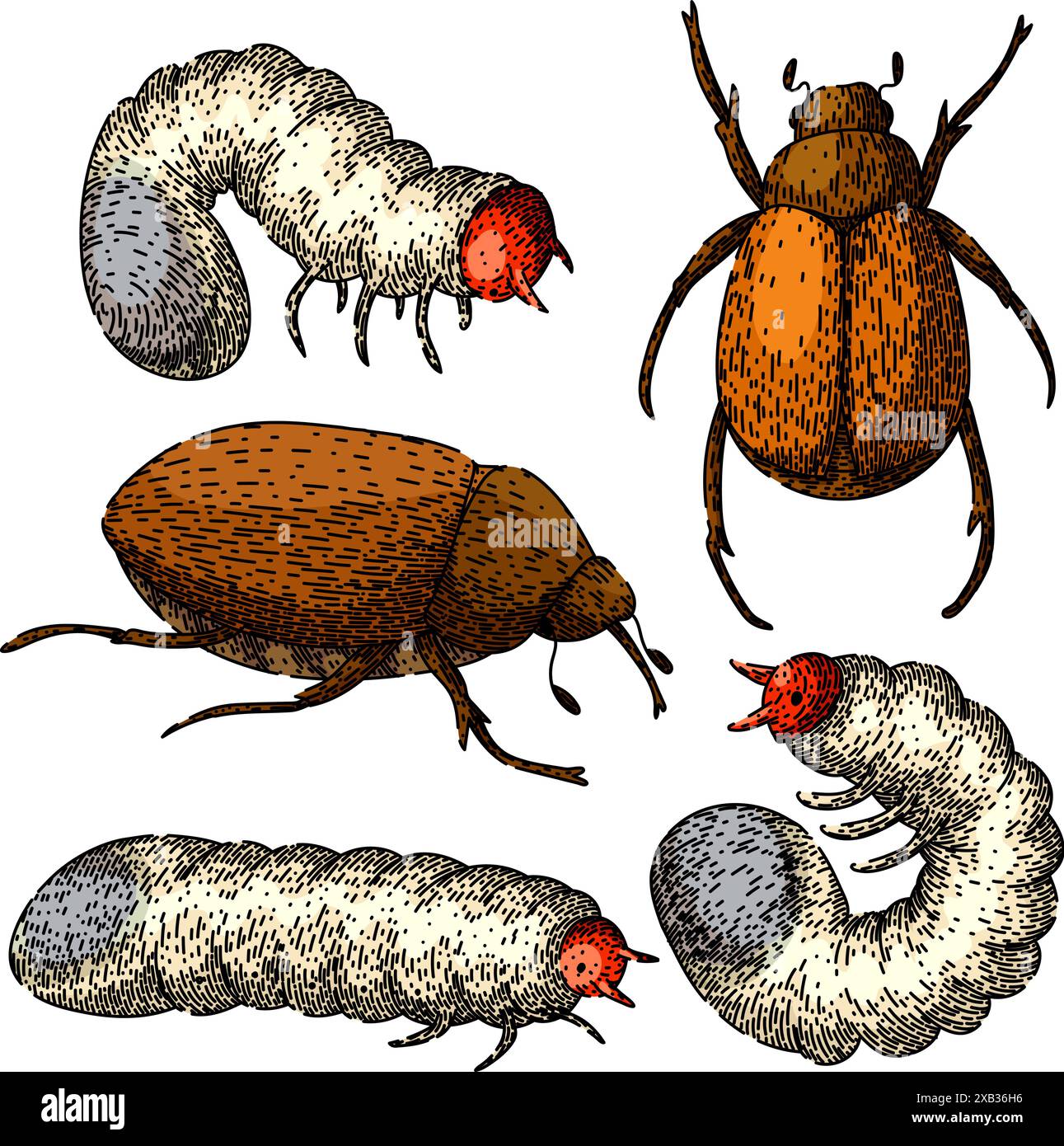 chafer set sketch hand drawn vector Stock Vector Image & Art - Alamy