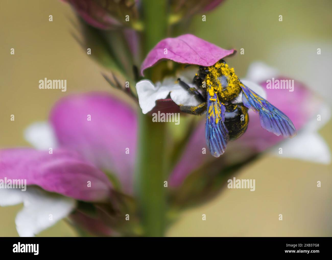 A pollen dusted carpenter bee climbs into a Bear's Breech flower Stock Photo