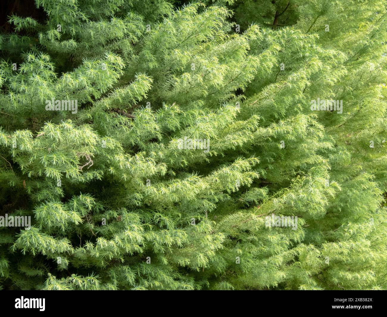 Cryptomeria japonica Elegance or Cupressus japonica plant. Japanese cedar or Japanese redwood branches. Sugi evergreen tree lush foliage. Stock Photo